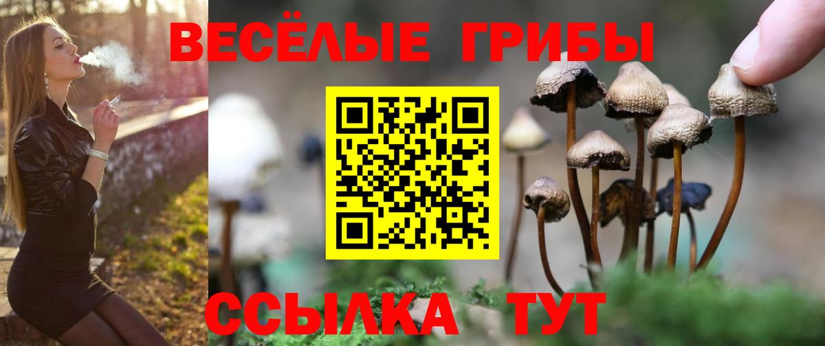 Богданович  Псилоцибиновые грибы прущие грибы  Псилоцибиновые грибы MAGIC MUSHROOMS  Вход с VPN 